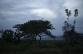 The swamps around the Nyabarongo river.