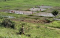 Prisoners are working on the rice fields.  After the Genocide about 100.000 alleged genocide criminals were being held in prisons. It would have taken decennia to convict all these suspects at the Rwanda Tribunal in Tanzania. Rwanda re-established  the traditional Gacaca system. About 12.000 community-based courts tried more than 1.2 million cases throughout the country. The Gacaca trials also served to promote reconciliation by providing a means for victims to learn the truth about the death of their family members and relatives. They also gave perpetrators the opportunity to confess their crimes, show remorse and ask for forgiveness in front of their community. The Gacaca courts officially closed on 4 May 2012. 